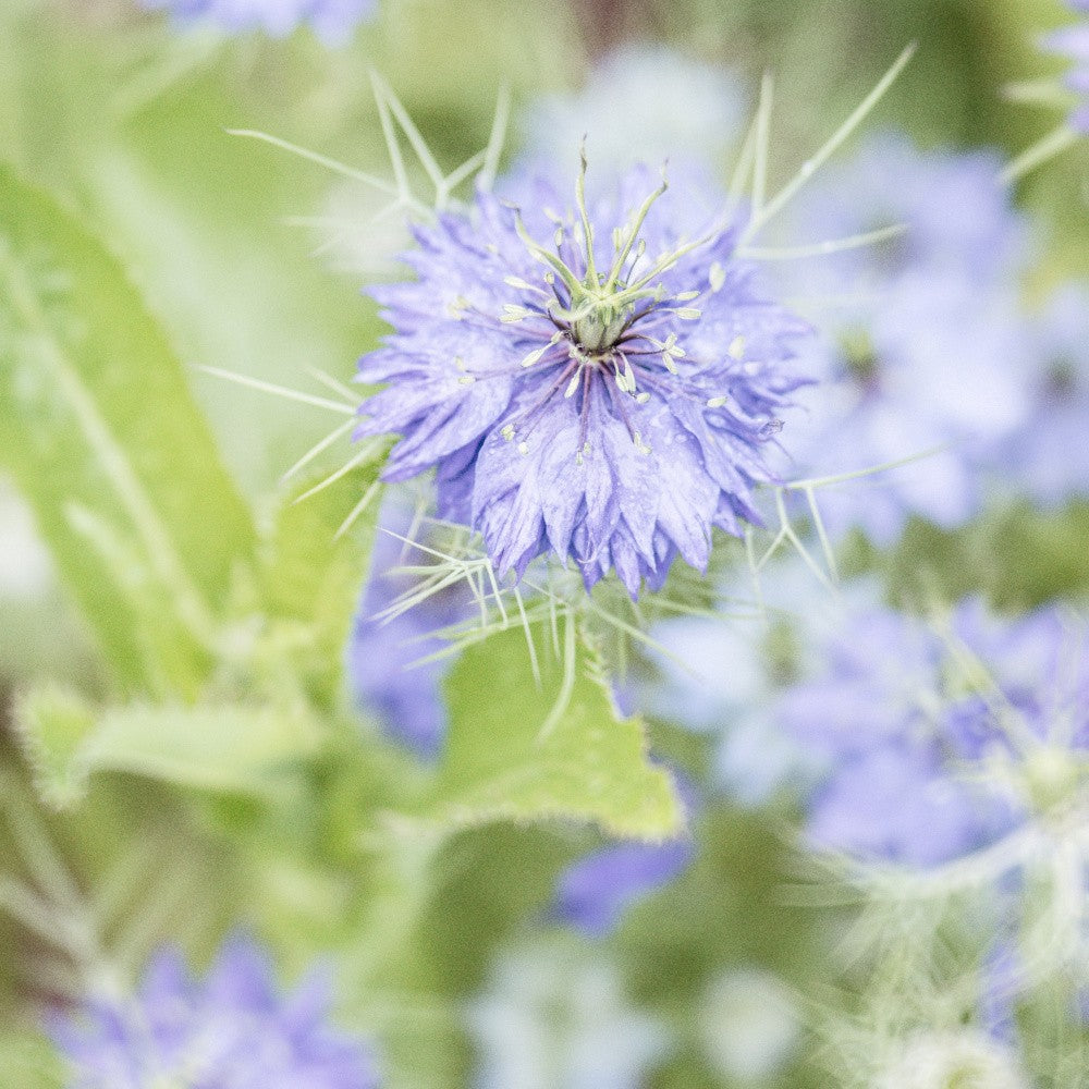 Purple Bloom No. 6