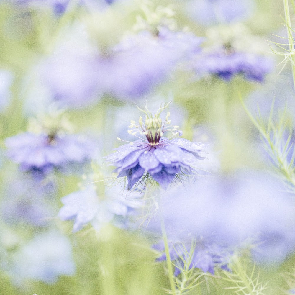 Purple Bloom No. 7