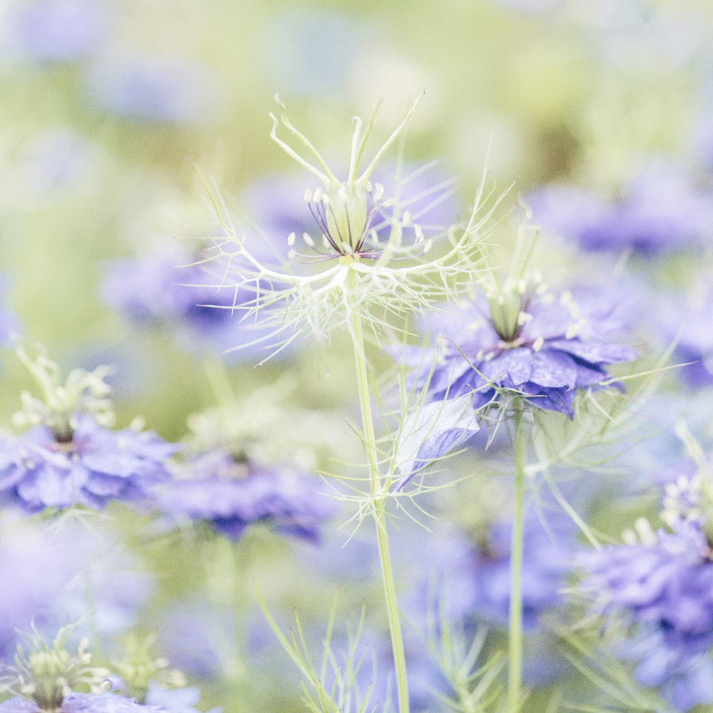 Purple Bloom No. 8