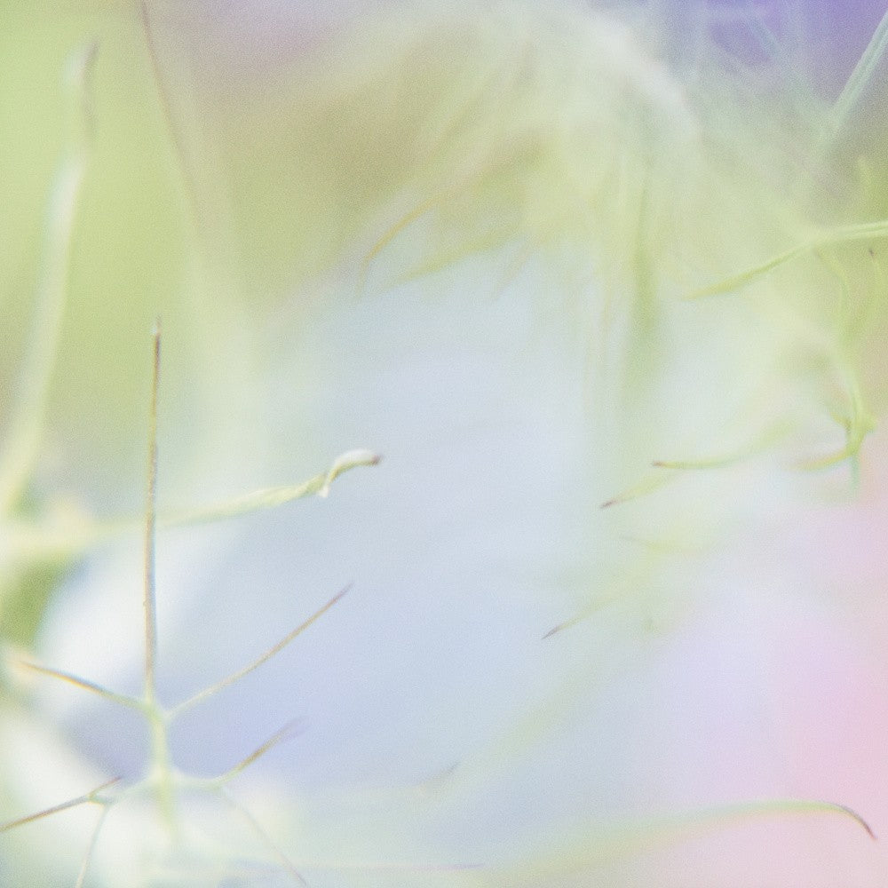 Purple Bloom No. 9