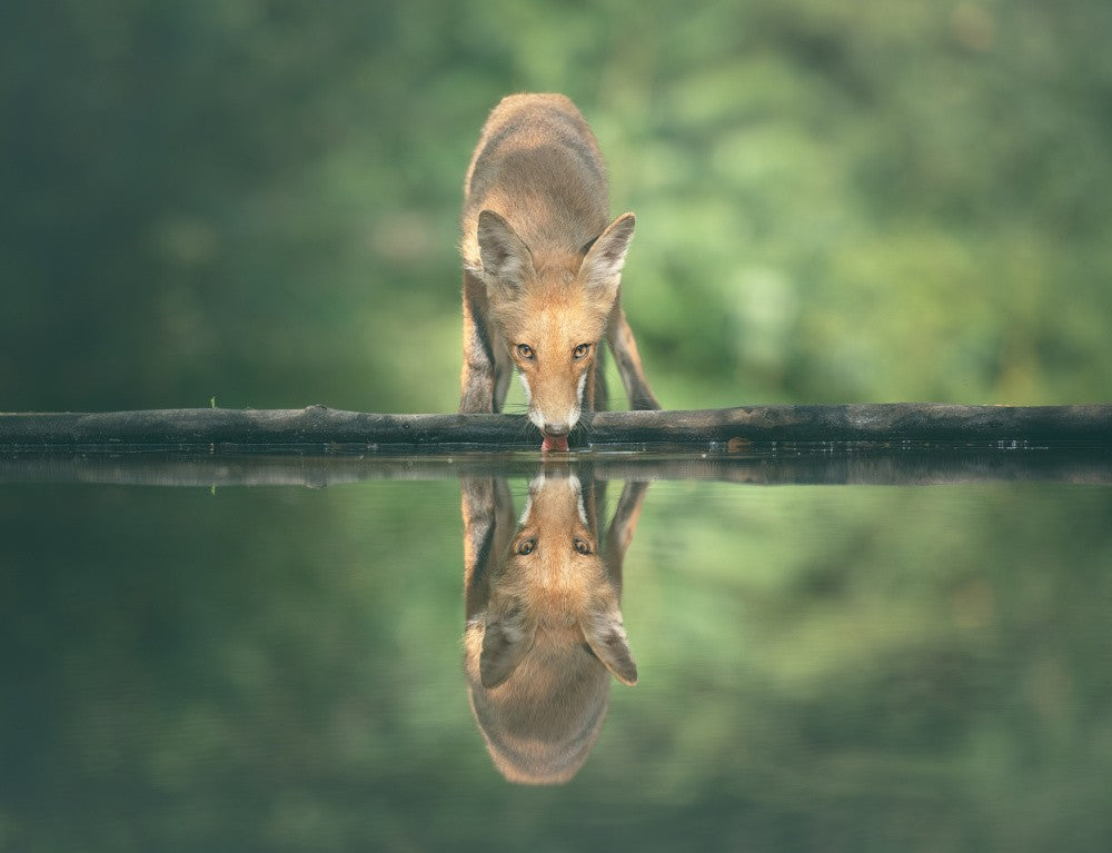 Mirrow pond