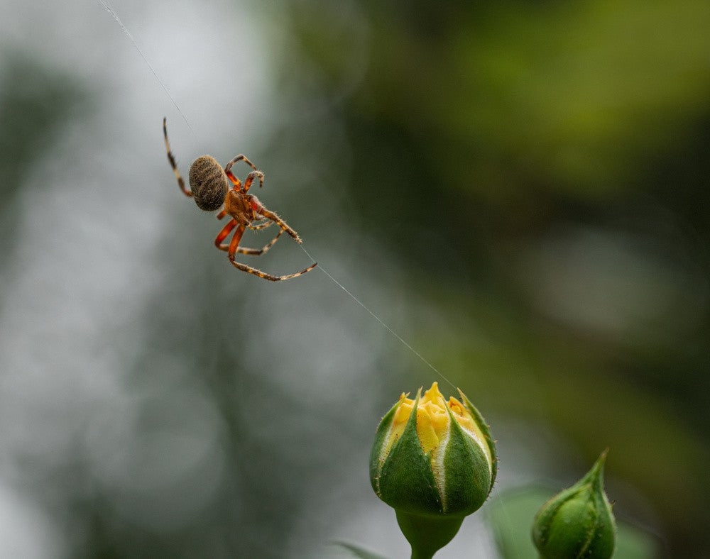 Spider & Rose