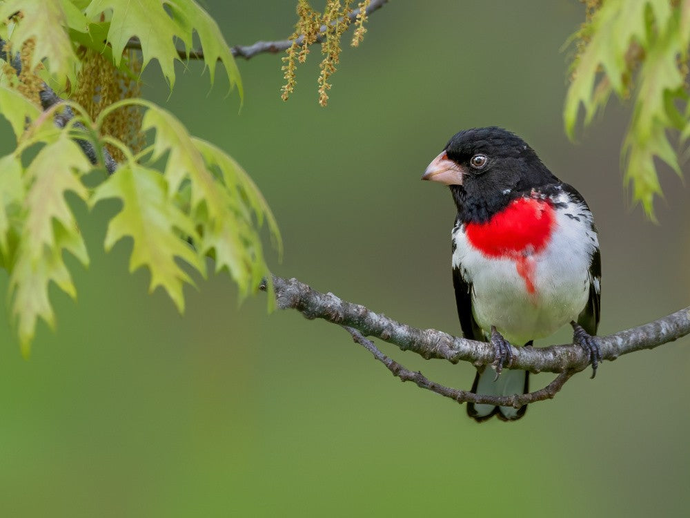 Rose-breasted Grosbeak