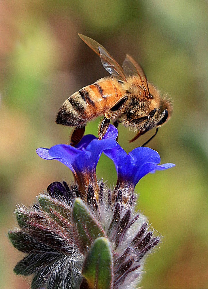 Humming bee