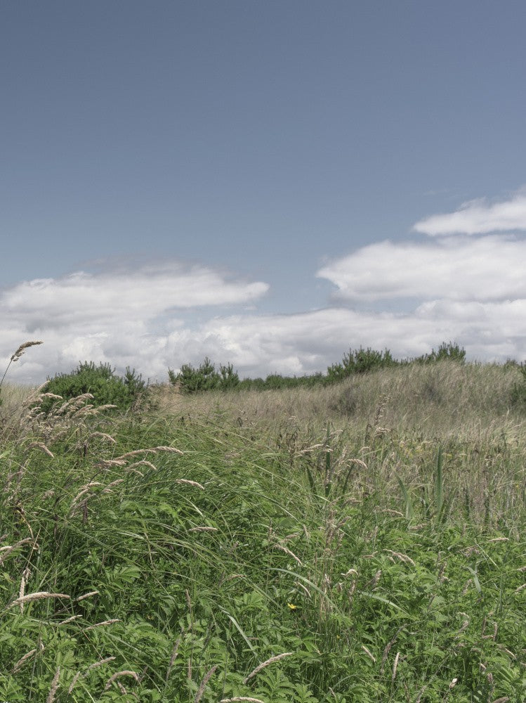 Wild Meadow No.2