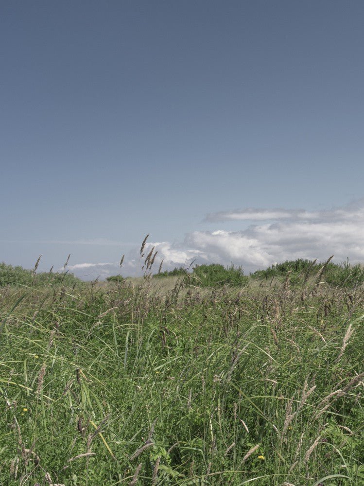 Wild Meadow No.1
