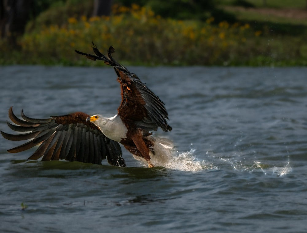 Fish Eagle 29
