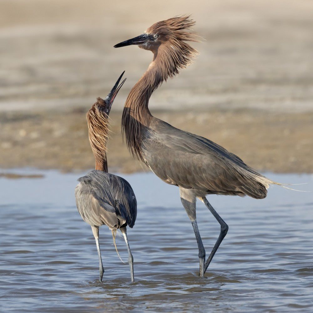 Interaction with Reddish Egrets