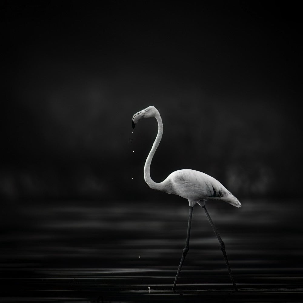 Flamingo in water