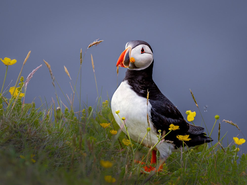 Atlantic Puffin