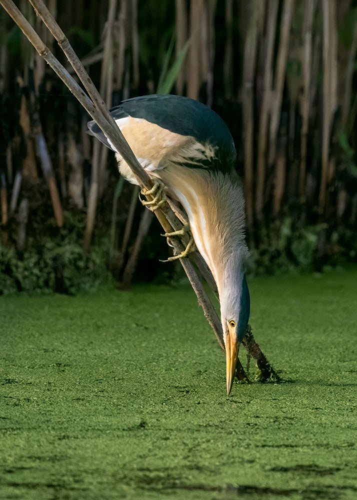Little Bittern