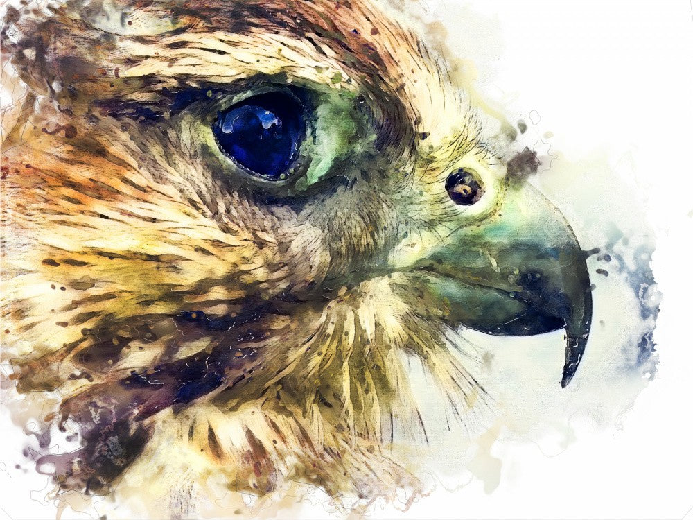 Animal Bird Kestrel Watercolor Animal Art