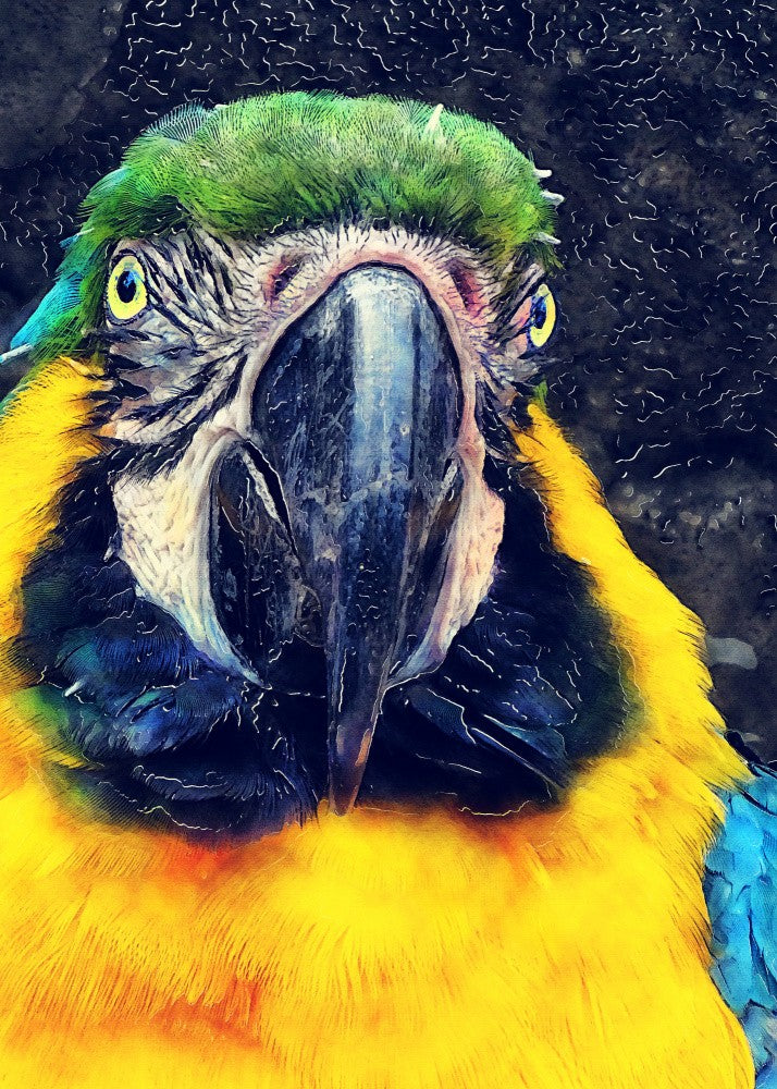 Animals Parrot Watercolor Animal Art
