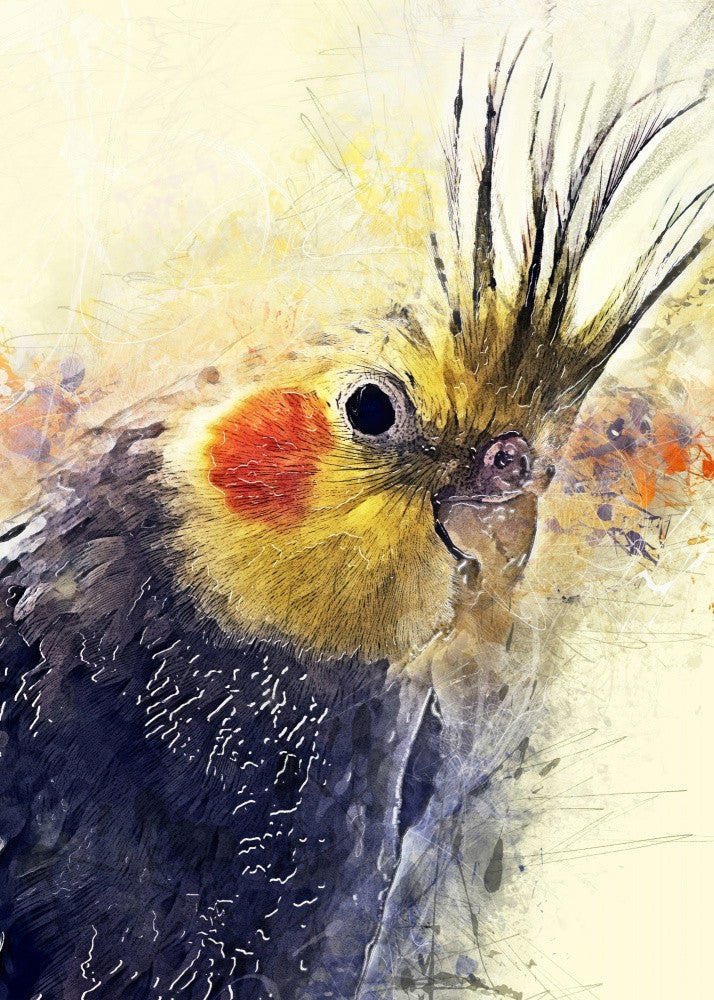 Animal Bird Cockatiel Watercolor Animal Art