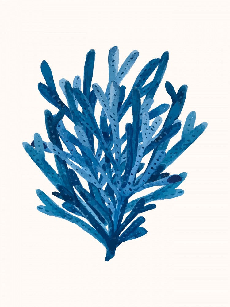 Coral