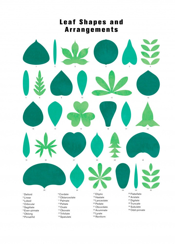 Leaf Shapes and Arrangements