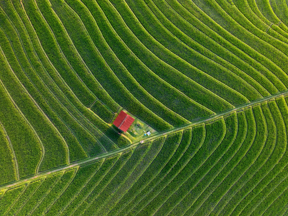 Rice Terrace at Sunset
