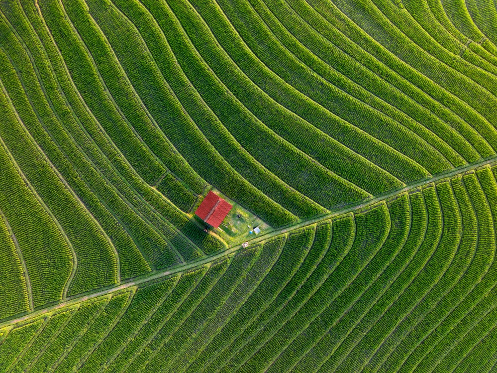 Rice Terrace at Sunset