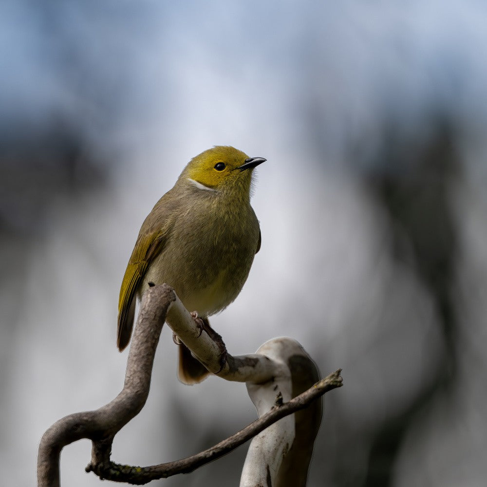 Nature's Melody: A Songbird's Perch
