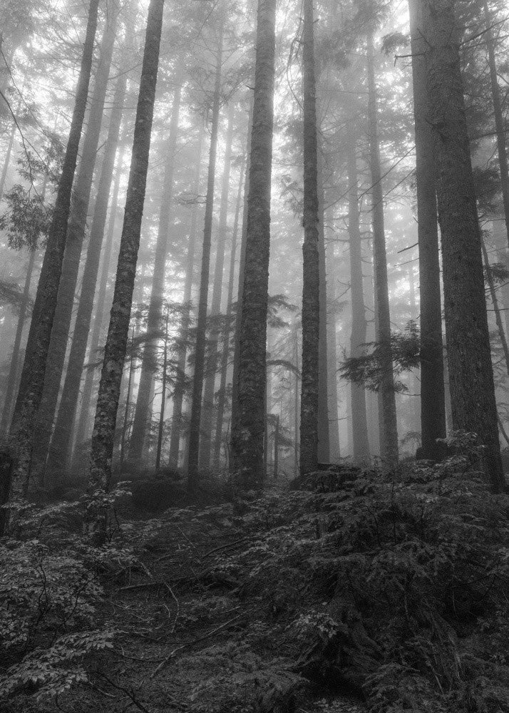 Silent Woods