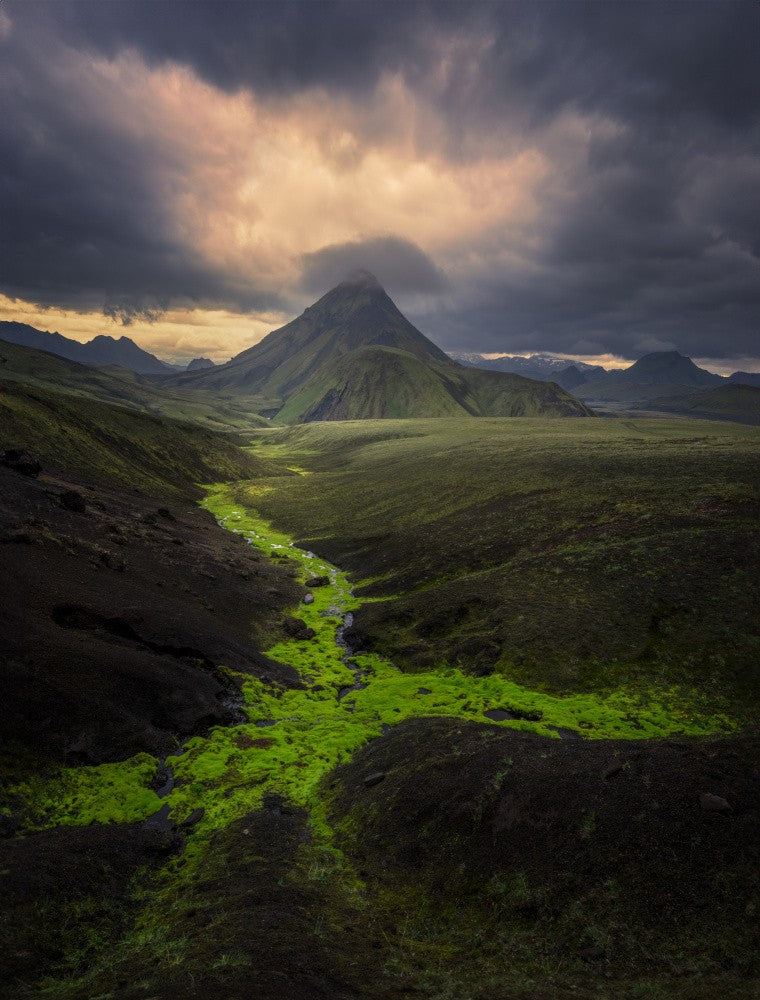 Icelandic green moss
