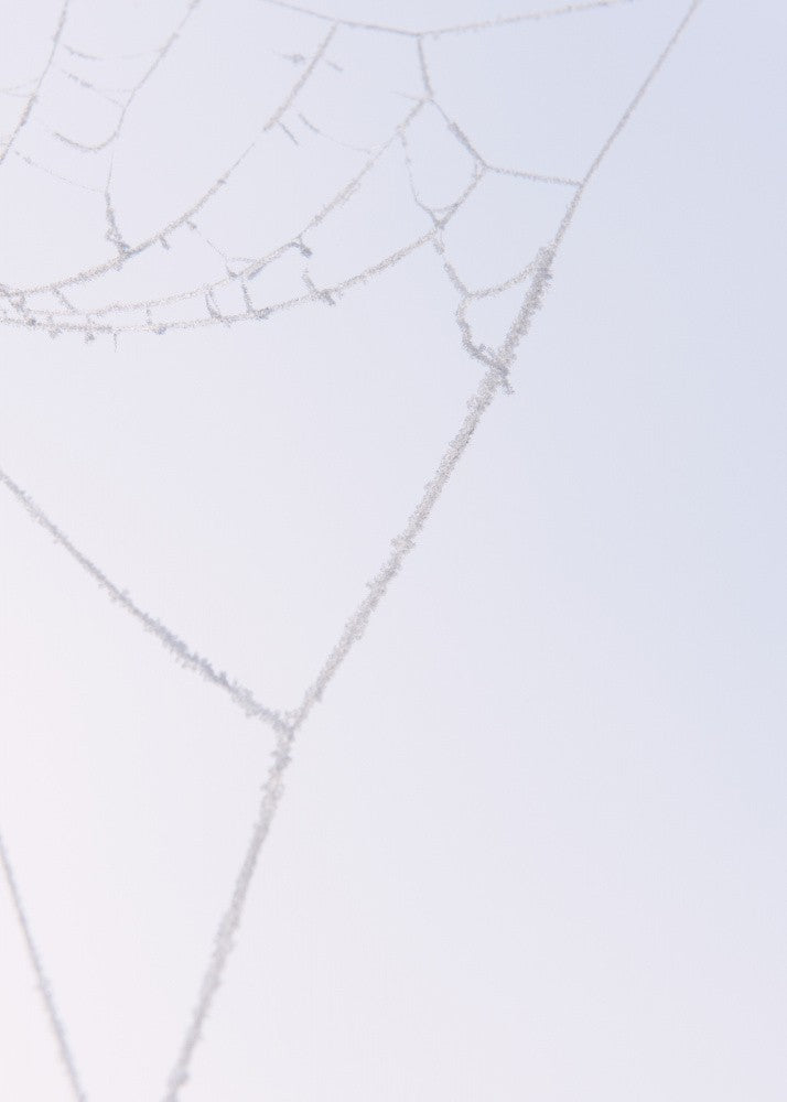 Frosted Web No. 1