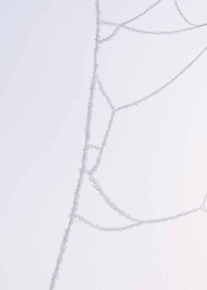 Frosted Web No. 2