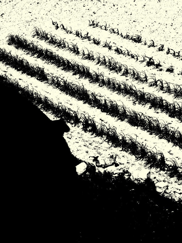 Monochrome Fields