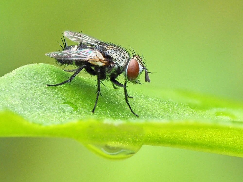 with water drops