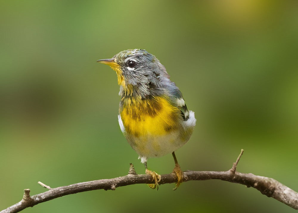 Molting Parula
