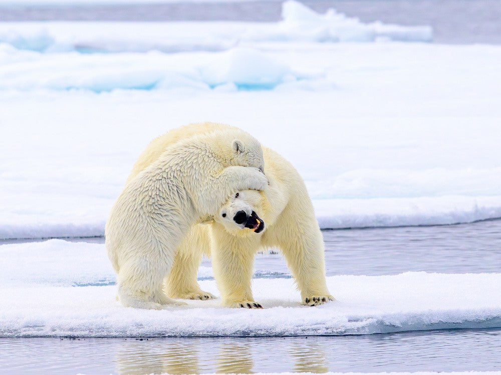  Ice Bear Mum and Cub Antics