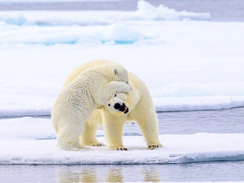 Ice Bear Mum and Cub Antics