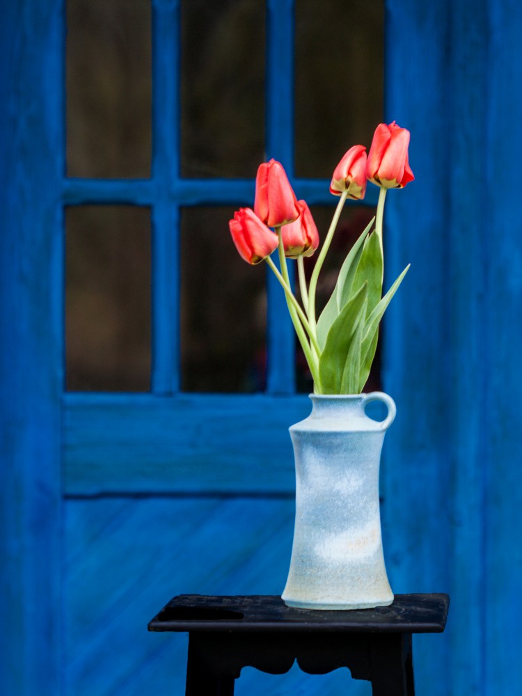 Tulips and blue