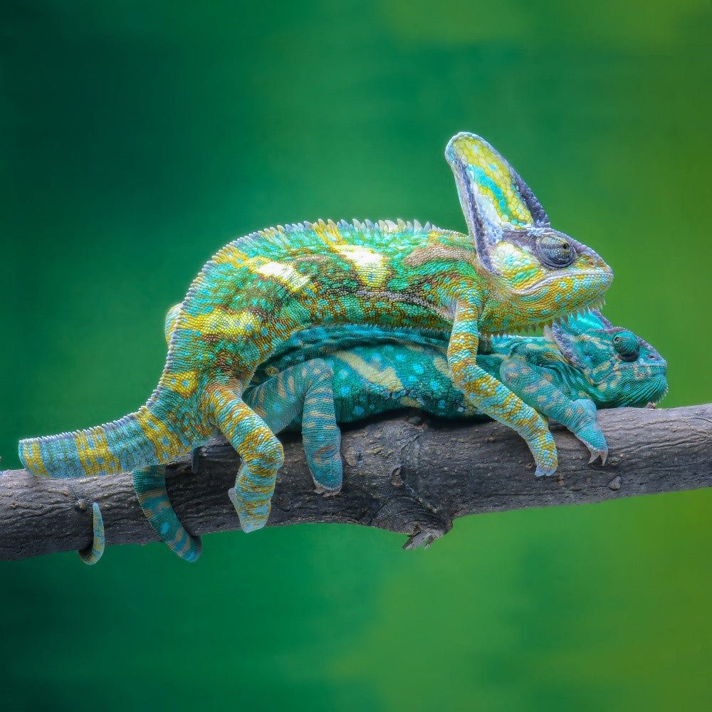 Mating