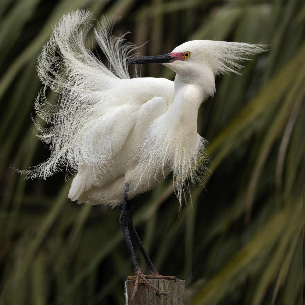 The Snowy Egret