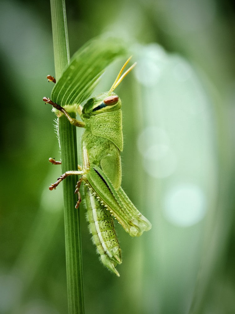 Japanese grasshopper