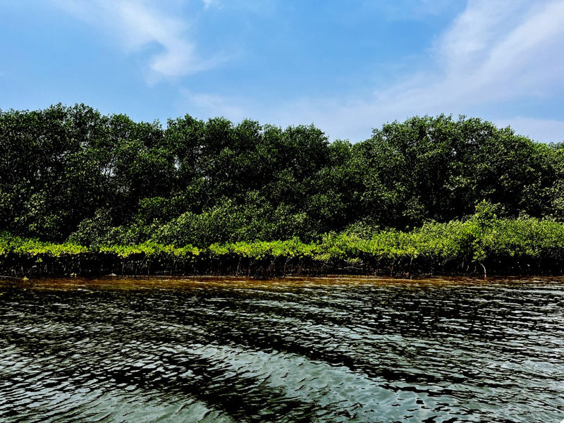 Mangrove Serenity