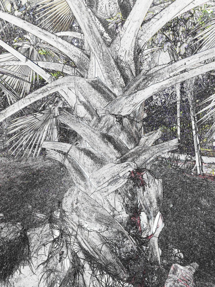 Twisted Palm Sketch