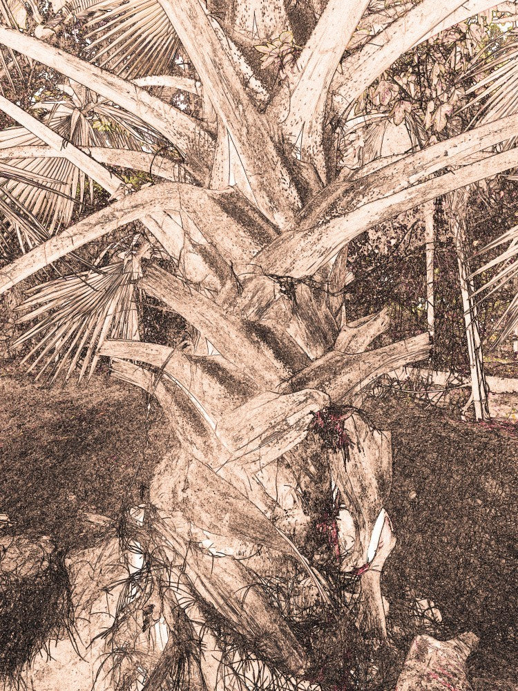 Palm Whisperings