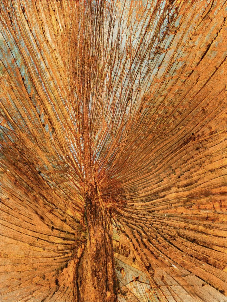 Rustic Radiance