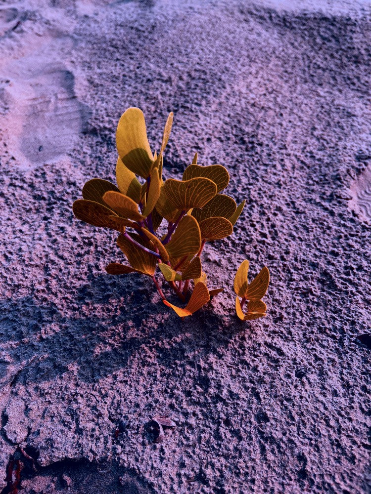 Desert Blooming