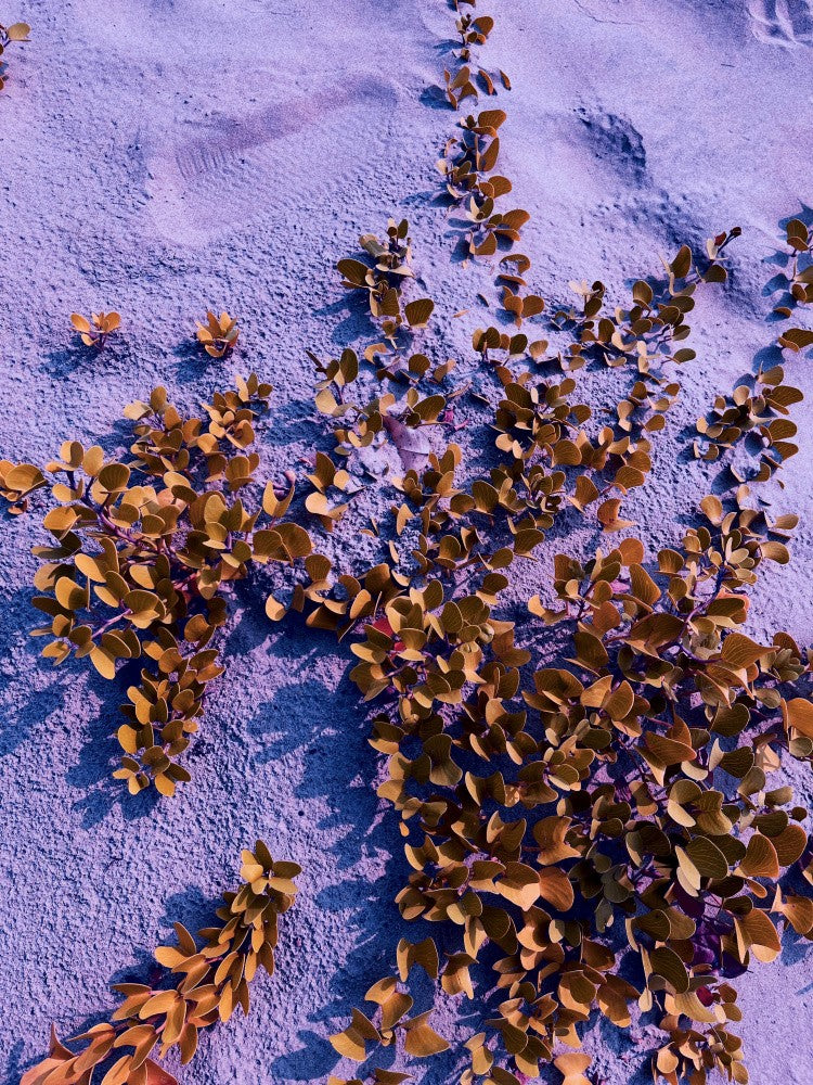 Desert Flora Glow