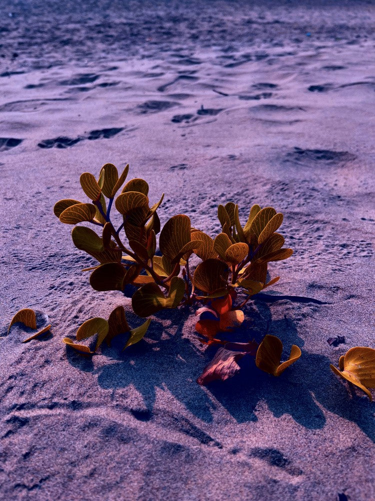Sandy Resilience
