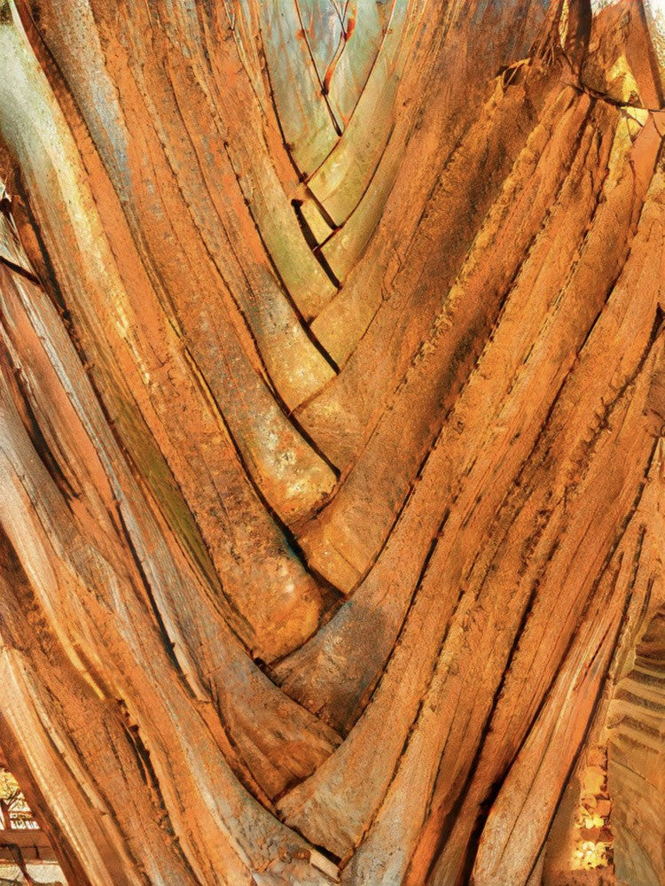 Rustic Bark Veins