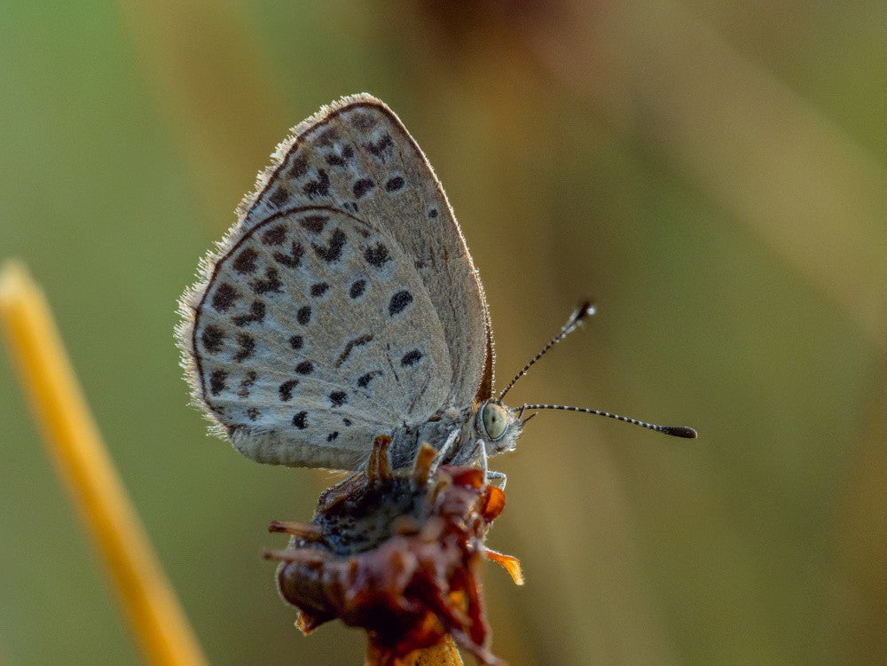 Pale grass blue