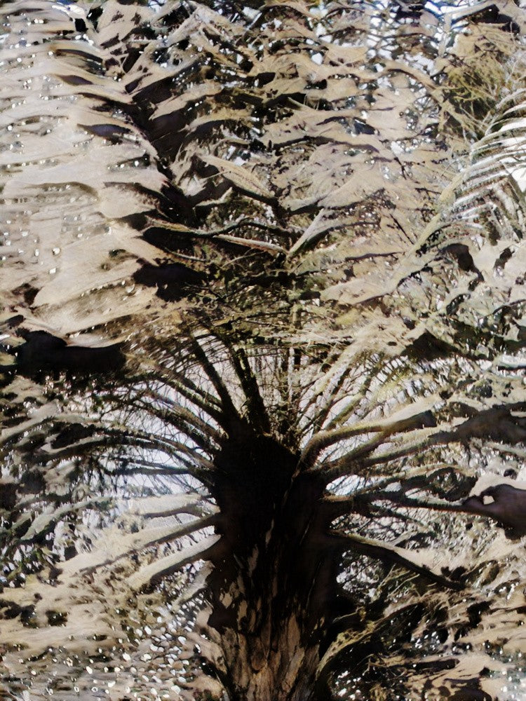 Fern Whispers