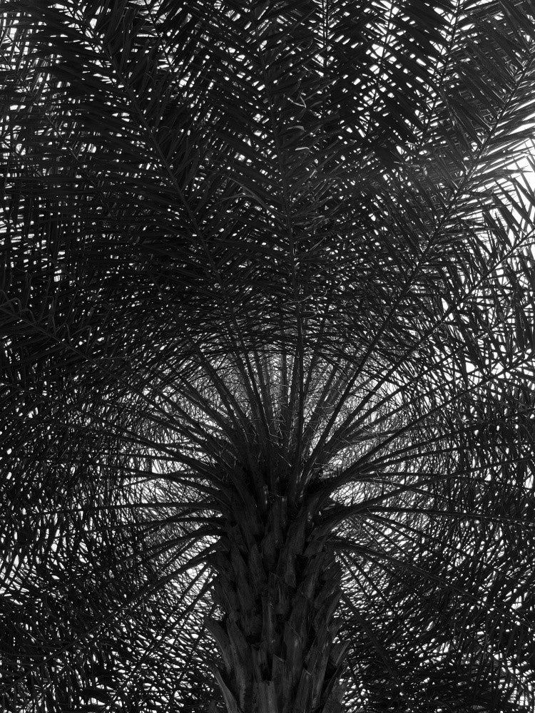 Schatten des Palmenbaldachins