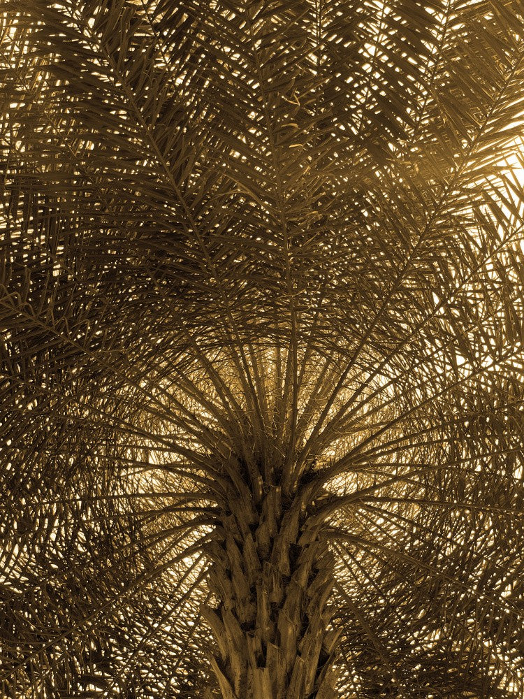 Golden Fronds Fan