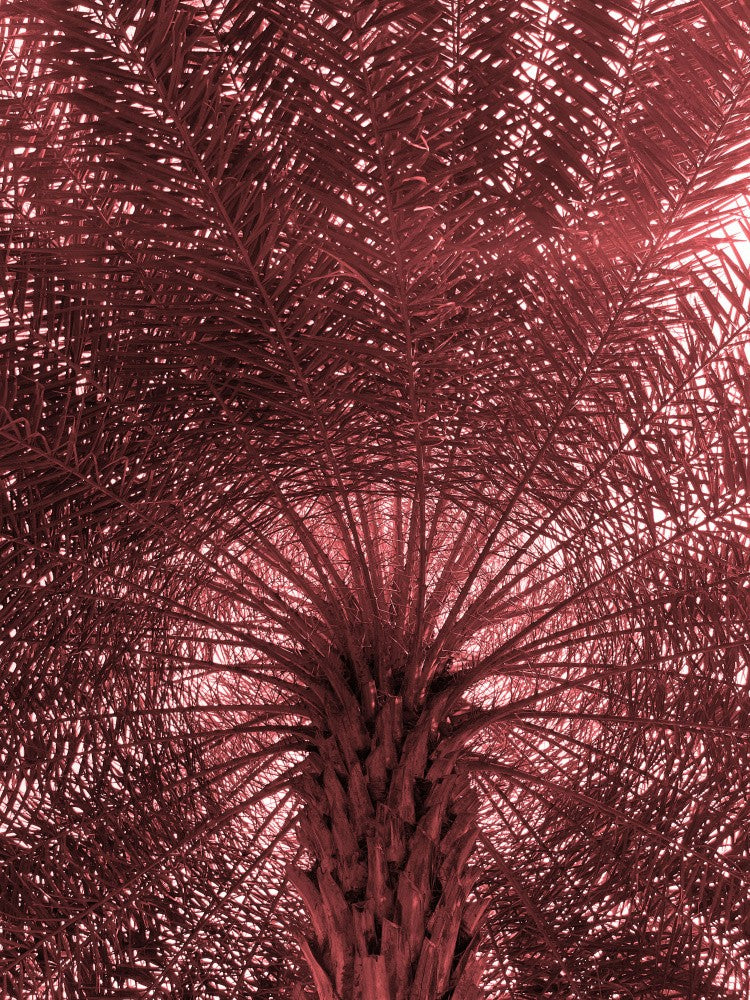 Crimson Canopy
