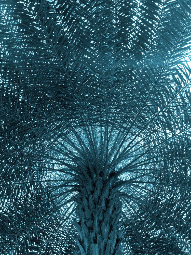 Fractal Canopy